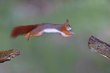 Eurasian red squirrel (Sciurus vulgaris) jumps from branch to branch, North Rhine-Westphalia, Germany, Europe