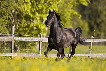 Thoroughbred Arabian black stallion in spring on the pasture, Tyrol, Austria, Europe