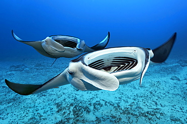 Two Reef manta rays (Mobula alfredi) swims with open mouth over sandy bottom, from the front, Great Barrier Reef, Coral Sea, Pacific Ocean, Australia, Oceania