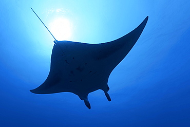 Reef manta ray (Mobula alfredi), silhouette, swimming in blue water, back light, Great Barrier Reef, Coral Sea, Pacific Ocean, Australia, Oceania