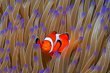 Ocellaris Clownfish (Amphiprion ocellaris) in Magnificent sea anemone (Heteractis magnifica), Great Barrier Reef, Coral Sea, Pacific Ocean, Australia, Oceania