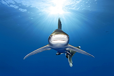 Oceanic whitetip shark (Carcharhinus longimanus) from front, back light, Great Barrier Reef, Unesco World Heritage, Coral Sea, Pacific, Australia, Oceania