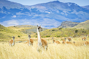 Guanacos (Llama guanicoe), herd in high grass, mountainous, Torres del Paine National Park, Region de Magallanes y de la Antartica Chilena, Patagonia, Chile, South America