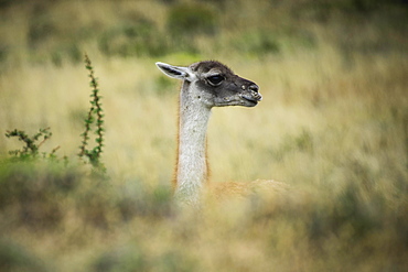 Guanaco (Llama guanicoe), portrait, Torres del Paine National Park, Region de Magallanes y de la Antartica Chilena, Patagonia, Chile, South America