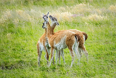 Guanaco (Llama guanicoe), three animals in playful combat, Torres del Paine National Park, Region de Magallanes y de la Antartica Chilena, Patagonia, Chile, South America