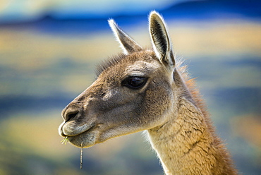 Guanaco (Llama guanicoe), portrait, Torres del Paine National Park, Region de Magallanes y de la Antartica Chilena, Patagonia, Chile, South America