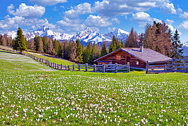 Maiensaess with flowering crocuses, behind them the snow-covered mountains Piz Ela, Corn da Tinizong, Piz Mitgel, Davos, Canton Graubuenden, Switzerland, Europe