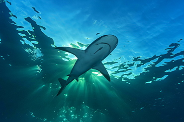 Blacktip shark (Carcharhinus limbatus), under the water surface, sunlight, Atlantic Ocean, Caribbean, Bahamas, Central America