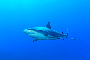 Blacktip shark (Carcharhinus limbatus), blue water, Atlantic Ocean, Caribbean, Bahamas, Central America