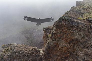 Andean Condor (Vultur gryphus) flying over high cliffs, Coyhaique Alto, Aysen Region, Patagonia, Chile, South America