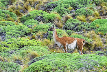 Guanaco (Lama guanicoe), Patagonia National Park, Chacabuco Valley, Aysen Region, Patagonia, Chile, South America