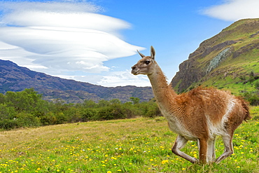 Running Guanaco (Lama guanicoe), Patagonia National Park, Chacabuco Valley, Aysen Region, Patagonia, Chile, South America