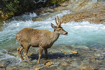 Male South Andean Deer (Hippocamelus bisulcus) crossing a river, Aysen Region, Patagonia, Chile, South America