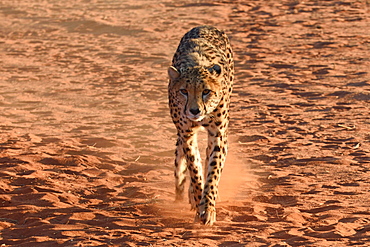 Cheetah (Acinonyx jubatus), captive, Mariental, southern Kalahari, Namibia, Africa