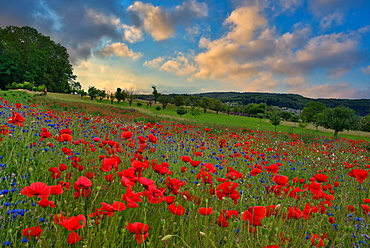 Blossoming poppy field in the morning light, Canton Zurich, Switzerland, Europe