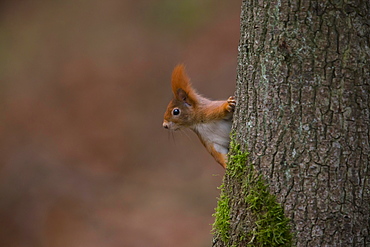 Eurasian red squirrel (Sciurus vulgaris) looks out at the tree trunk, Bavaria, Germany, Europe