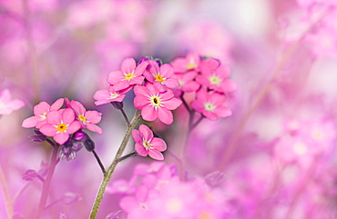 Pink Forget-me-not (Myosotis), Germany, Europe