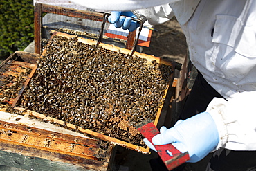 Beekeeper with protective suit controls honeyBees (Apis) on the comb on the stock, North Rhine-Westphalia, Germany, Europe