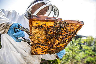 Beekeeper with protective suit checks his honeyBees (Apis) ian der Wabe, North Rhine-Westphalia, Germany, Europe