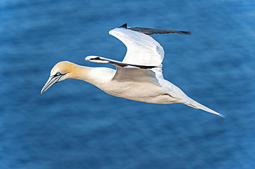 Northern gannet (Morus bassanus) in flight over the sea, Helgoland, North Sea, Germany, Europe