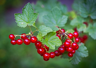 Redcurrant or (Ribes rubrum), Stuttgart, Baden-Wuerttemberg, Germany, Europe