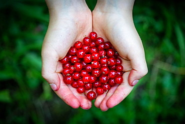 Holding children's hands Redcurrant or (Ribes rubrum), Stuttgart, Baden-Wuerttemberg, Germany, Europe