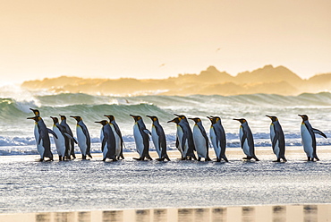 King penguins (Aptenodytes patagonicus), group on the beach in front of the surf, Volunteer Point, Falkland Islands, South America