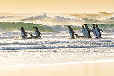 King penguins (Aptenodytes patagonicus), Group beach resort, Volunteer Point, Falkland Islands, South America