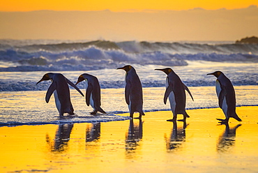 King penguins (Aptenodytes patagonicus), group runs into the sea at sunrise, Volunteer Point, Falkland Islands, South America