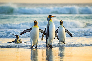 King penguins (Aptenodytes patagonicus), group on the beach in the surf, Volunteer Point, Falkland Islands, South America