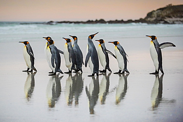 King penguins (Aptenodytes patagonicus), group runs on the beach, Volunteer Point, Falkland Islands, South America