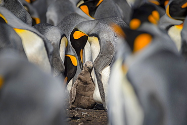 King penguin (Aptenodytes patagonicus) with chicks, breeding colony, Volunteer Point, Falkland Islands, South America