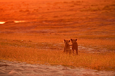 Lions (Panthera leo), two babies stand in the evening light in the grass savannah and look into the distance, Chobe National Park, Chobe District, Botswana, Africa