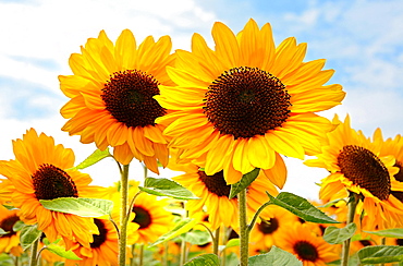 Flowering Sunflowers (Helianthus annuus) in field, Schlesiwg-Holstein, Germany, Europe