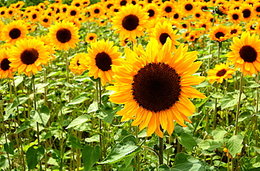 Flowering Sunflowers (Helianthus annuus) in field, Schlesiwg-Holstein, Germany, Europe