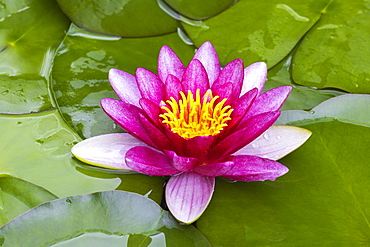 Pink Water lily (Nymphaea), Baden-Wuerttemberg, Germany, Europe