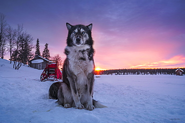 Husky sitting upright in the warm light of the rising sun in front of a dog sled team, Skaulo, Norrbottens laen, Sweden, Europe