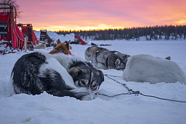 Dog sled team rests in the snow at dawn, Skaulo, Norrbottens laen, Sweden, Europe