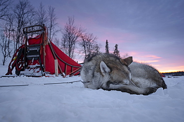 Husky next to dog sled resting in the snow at dawn, Skaulo, Norrbottens laen, Sweden, Europe