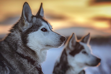 Portrait of two huskies in the morning sun, Skaulo, Norrbottens laen, Sweden, Europe