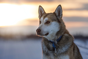 Portrait Husky in the morning sun, Norrbottens laen, Sweden, Europe