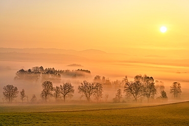 Meadows and trees in early fog, Reusstal, Aristau, Canton Aargau, Switzerland, Europe