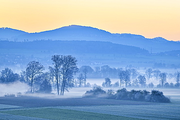 Meadows and trees in early fog, Reusstal, Aristau, Canton Aargau, Switzerland, Europe