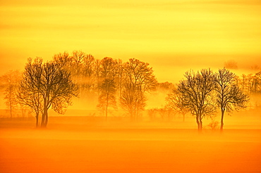 Meadows and trees in early fog, Reusstal, Aristau, Canton Aargau, Switzerland, Europe