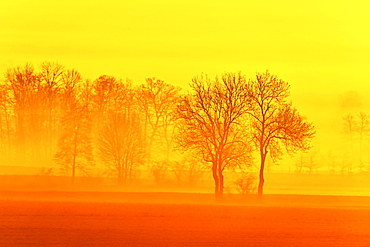 Meadows and trees in early fog, Reusstal, Aristau, Canton Aargau, Switzerland, Europe