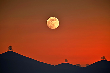 Double exposure, full moon before sunset with trees on moraine hill, Hirzel, Canton of Zurich, Switzerland, Europe