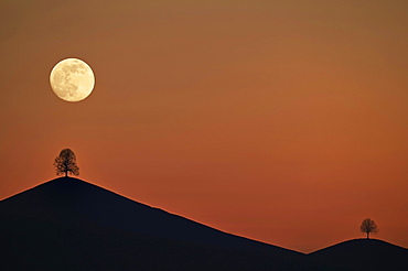 Double exposure, full moon before sunset with trees on moraine hill, Hirzel, Canton of Zurich, Switzerland, Europe