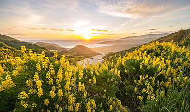 Sunset, Yellow Lupines (Lupinus luteus) on sand dunes, view of coast, Sandfly Bay, Dunedin, Otago Region, Otago Peninsula, Southland, New Zealand, Oceania