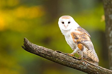 Common barn owl (Tyto alba), captive, sitting on branch, Bohemian Forest, Czech Republic, Europe