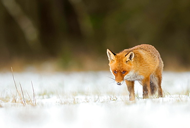 Red fox (vulpes vulpes) in snow, captive, Bohemian Forest Czech Republic